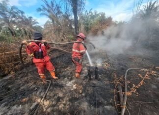 Pasukan Manggala Agni Lintas Provinsi Diterjunkan Kepung Titik Api di Sumatra