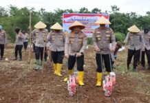KAPOLRES PIMPIN TANAM JAGUNG KUARTAL II TAHUN 2026, POLRES BENGKULU UTARA DUKUNG KETAHANAN PANGAN