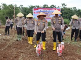 KAPOLRES PIMPIN TANAM JAGUNG KUARTAL II TAHUN 2026, POLRES BENGKULU UTARA DUKUNG KETAHANAN PANGAN