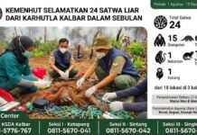 Puluhan Satwa Liar Korban Karhutla di Kalimantan Barat Berhasil Diselamatkan